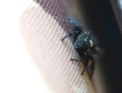Phidippus audax