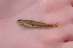 Etheostoma exile