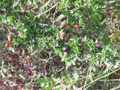 Castela erecta