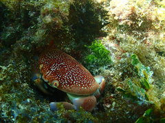 Carpilius corallinus