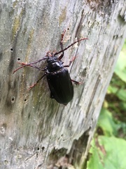 Prionus insularis