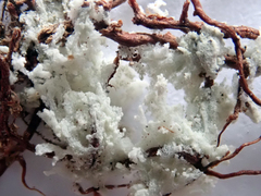 Roccellinastrum neglectum