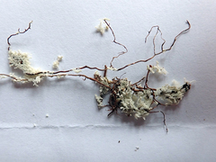 Roccellinastrum neglectum