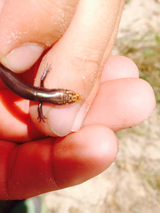 Plestiodon obsoletus