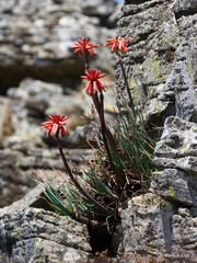 Aloe chortolirioides