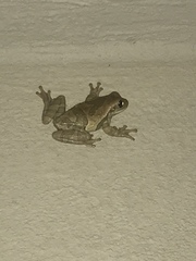 Trachycephalus quadrangulum