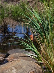 Kniphofia fluviatilis