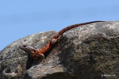 Pseudocordylus melanotus