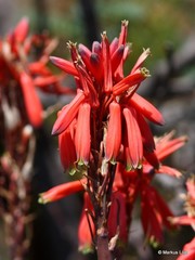 Aloe chortolirioides