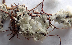 Roccellinastrum neglectum