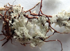 Roccellinastrum neglectum