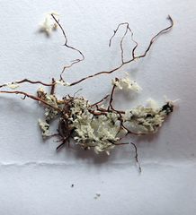 Roccellinastrum neglectum