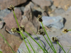 Carex vernacula