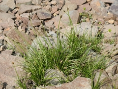 Carex vernacula