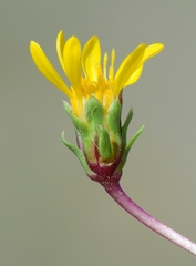 Pyrrocoma apargioides