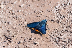 Chalypyge chalybea chloris