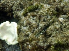 Halichoeres margaritaceus