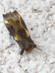 Diachrysia chrysitis