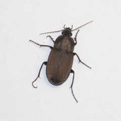 Chlaenius tomentosus