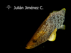 Dermatolepis dermatolepis