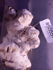 Vanderbylia robiniophila