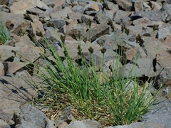 Carex helleri