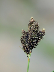 Carex helleri
