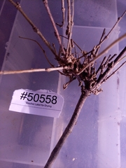 Podosphaera phytoptophila