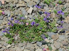 Penstemon heterodoxus heterodoxus