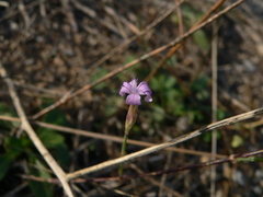 Petrorhagia prolifera