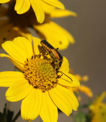 Chauliognathus deceptus