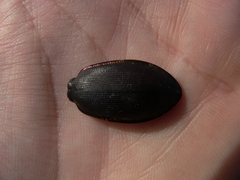 Carabus purpurascens