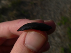 Carabus purpurascens