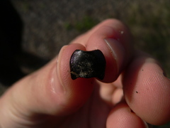 Carabus purpurascens