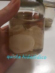 Echinococcus granulosus