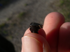 Carabus purpurascens