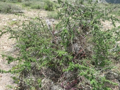 Castela erecta