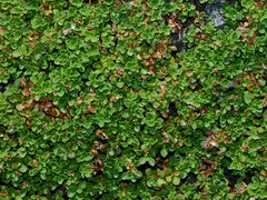 Penstemon davidsonii davidsonii