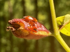 Tropidosteptes