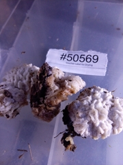 Hypomyces tremellicola