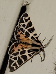 Apantesis nevadensis