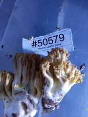 Ramaria calvodistalis