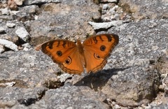 Junonia almana javana