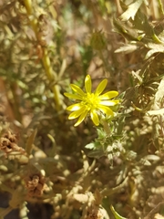 Osteospermum muricatum
