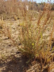 Osteospermum muricatum