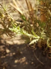 Osteospermum muricatum