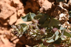 Penstemon bracteatus