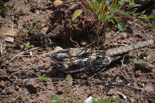 Slender-tailed Nightjar (Caprimulgus clarus), photo 10