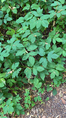 Aegopodium podagraria