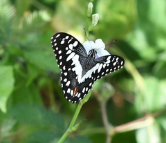 Papilio demoleus malayanus